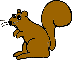 Squirrel